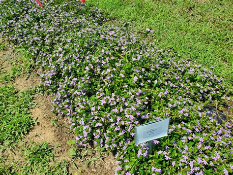 Summer Annuals Scaevola East Texas Ornamental Plant Evaluations