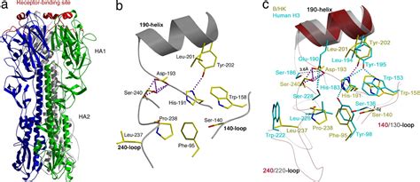 Structural Basis For Receptor Specificity Of Influenza B Virus