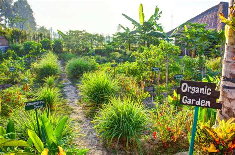 Débuter un jardin potager en permaculture