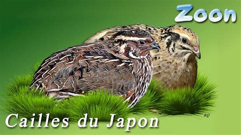 La Caille Du Japon The Japanese Quail Youtube