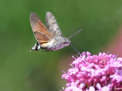 Humming Bird Hawk Moth