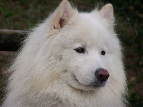 90 Free Samoyed And Dog Images Pixabay