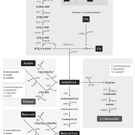 An Overview Of The Wood Ljungdahl Pathway Adapted From