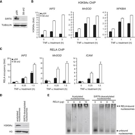 SIRT6 Links Histone H3 Lysine 9 Deacetylation to NF-κB-Dependent Gene ... 
