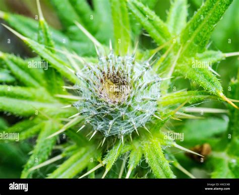 Burr Plant Close Up Hi Res Stock Photography And Images Alamy