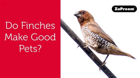 Do Finches Make Good Pets? | Tips for Bird Owners – HousePetsCare.com