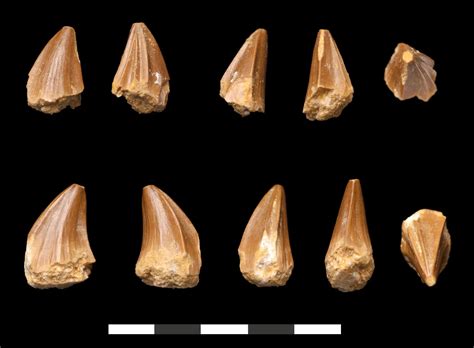 Bizarre Scientists Discover New Species Of Mosasaur With Strange