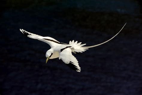 White-tailed Tropicbird – "OCEAN TREASURES" Memorial Library