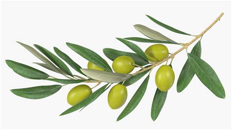 Olive Branch With Green Olives Lying D Model Ds Blend C D