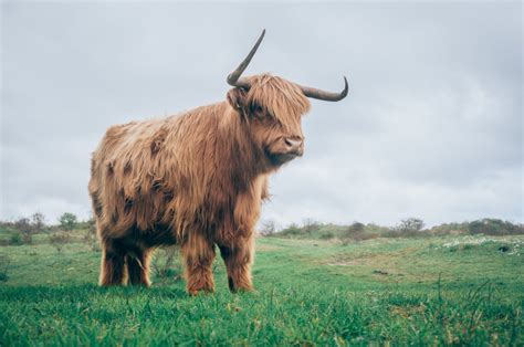 Free Images Grass Field Farm Meadow Prairie Countryside Animal