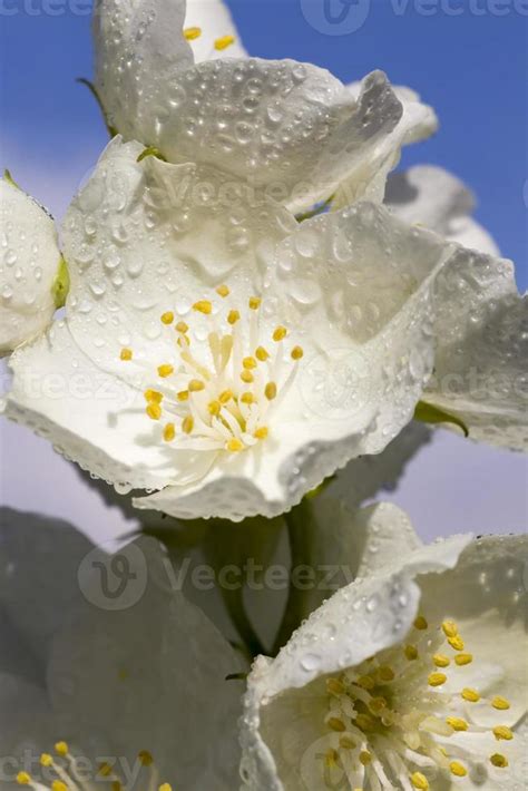 beautiful white jasmine flowers 9455177 Stock Photo at Vecteezy