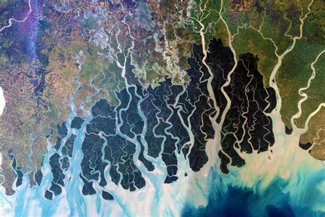 Sundarbans La Plus Grande Mangrove Halophile Au Monde Magik India