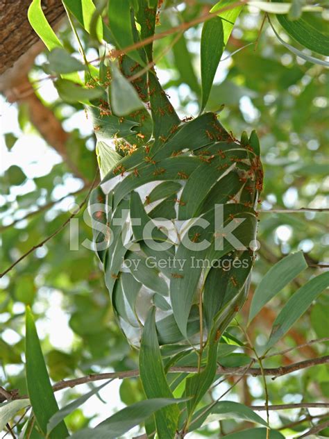 Fire Ants Nest Made With The Leaves Of A Tree Stock Photo | Royalty-Free | FreeImages