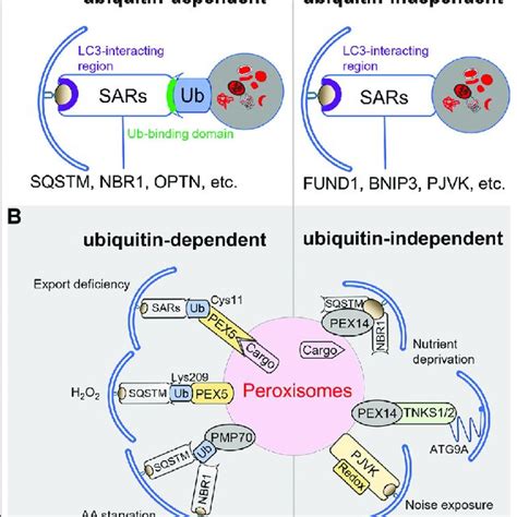 Selective Autophagy Pathways And Pexophagy Receptors A Types Of
