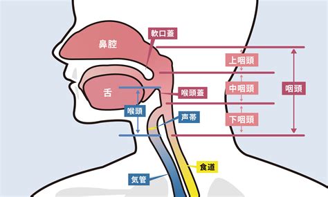 嚥下障害 意外と知らない｜耳鼻咽喉科・頭頸部外科