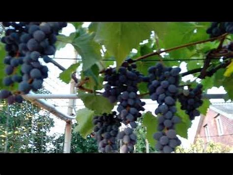 Кишмиш ЮПІТЕР - пора збирати урожай. - YouTube