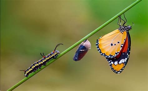 10 Interesting Facts About Caterpillars