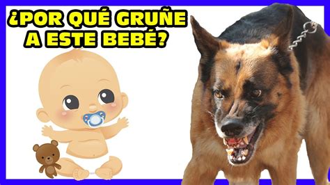 Si Tu Perro Gruñe A Tu Hijo 👶 Puede Ser Por Esto 😨 Youtube