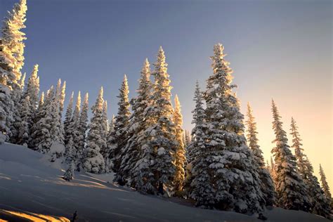 Fondos De Pantalla Pinos Cubiertos De Nieve Durante El D A Im Genes Y