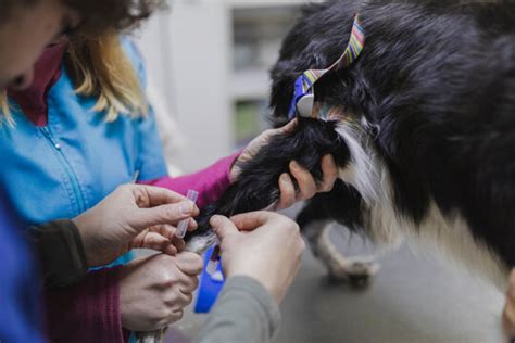 Exames Laboratoriais Para Pets Pronto Vet Cl Nica Veterin Ria Em S O