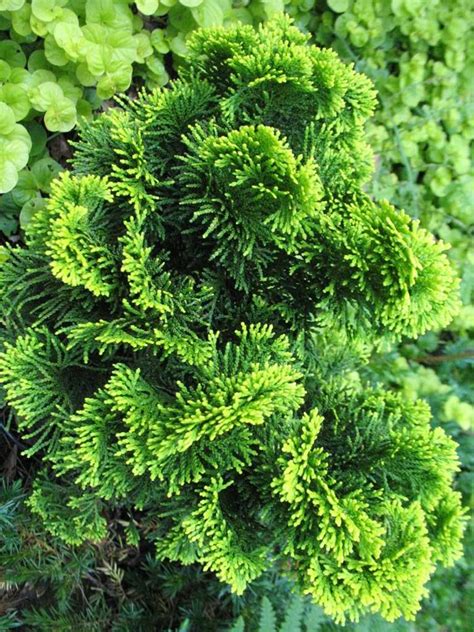 Hinoki Cypress Chamaecyparis Obtusa Nana Lutea Focal Farm