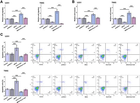 Direct Interaction Between Hla F As And Meg Cmar