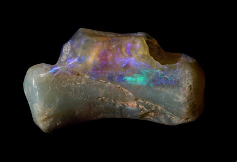 Lightning Ridge Opalised Fossils Australian Geographic