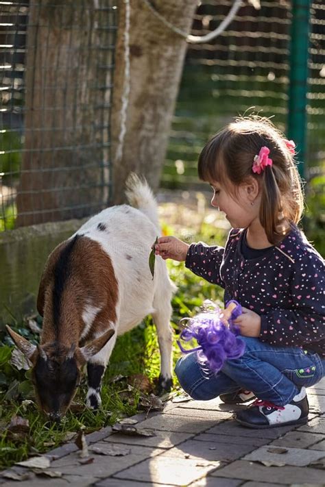 Garotinha Brincando Uma Cabra Bebê Crianças Em Atividades Ao Ar