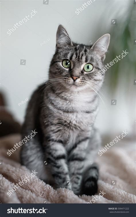 American Shorthair Cat Breed Information Characteristics Daily Paws