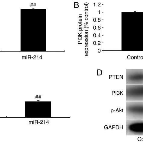 Overexpression Of MiR 214 Influenced PTEN PI3K Akt Signaling In A