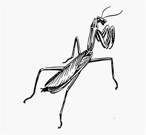 Praying Mantis Clipart Free Transparent Image