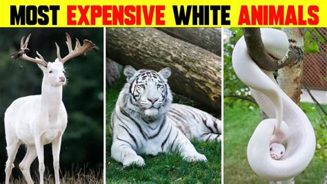 Most Rarest And Expensive White Animals Rarest Albino Animal Youtube