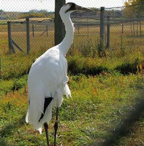 Whooping Crane Wednesday - Bird Canada