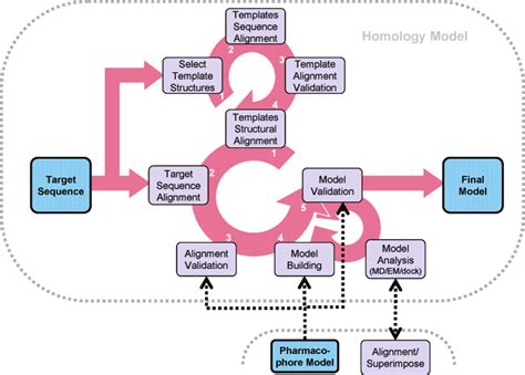 Flow chart for protein homology modeling modified after Kirton et al ...