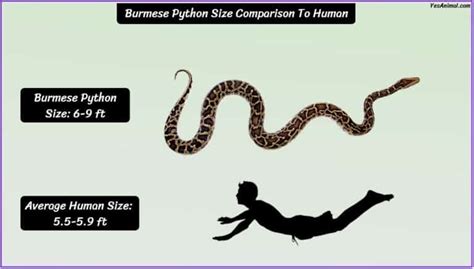 Burmese Python Size: How Big Are They Compared To Others?