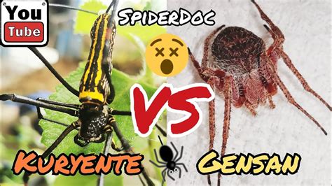 Kuryente Vs Gensan Pulahan David Vs Goliath Napaka Wais At Tapang Na Gagamba Spider Fight