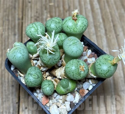 Shpr Conophytum Obcordellum Lambertense Cactus Online