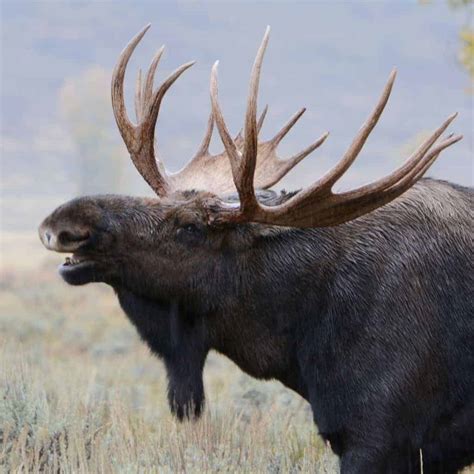 Bull Moose | Focusing on Wildlife