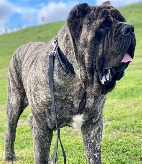 Everything You Wanted To Know About The Molossus Dog Breed Ned Hardy