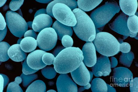 Sachharomyces Cerevisiae Yeast Photograph By Scimat Pixels