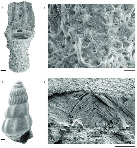 Examples Of Exceptional Preservation A B Ossicles Of Free Swimming Download Scientific