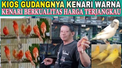 Kios Gudangnya Kenari Warna Kenari Berkualitas Harga Terjangkau Di