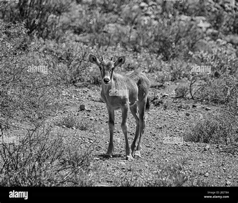 A Baby Gemsbok Antelope In Southern African Savanna Stock Photo Alamy