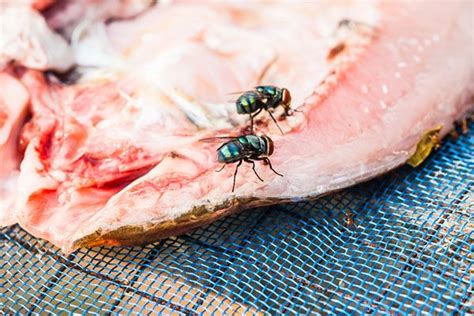 Flies are attracted to garbage, rotting produce, and many other things ...