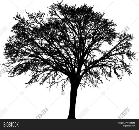 Old Tree Silhouette Vector And Photo Free Trial Bigstock