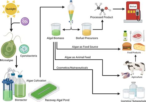 Algae Biofuel Chart