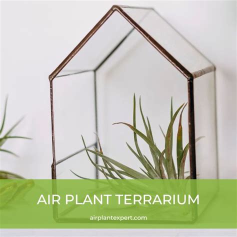 How to Care for Air Plants in a Terrarium – Air Plant Expert