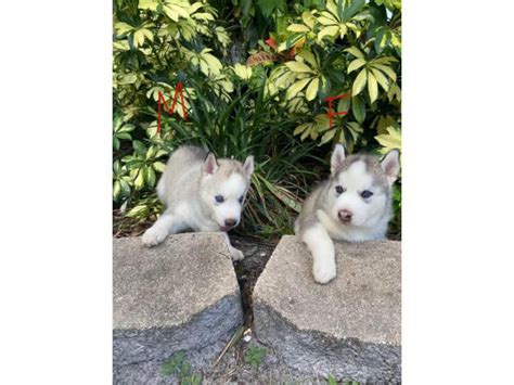 Stunning purebred Siberian Husky puppies for sale Tampa - Puppies for ...