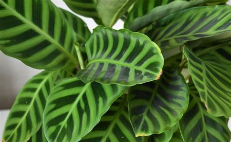 Tipos De Calathea Conoce 15 Variedades Increíbles Para Tener En Casa