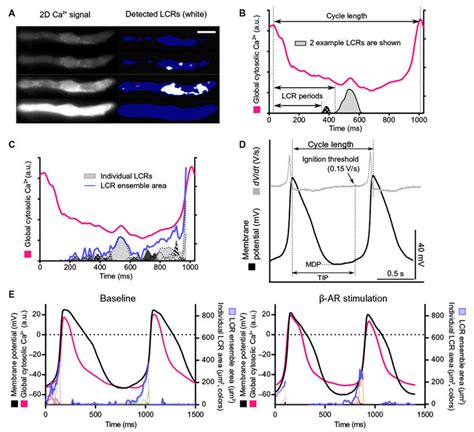 2D Ca 2 Signal And Membrane Potential Measurements In Single Isolated